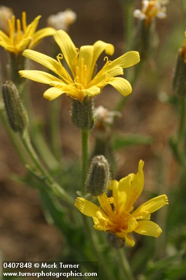 Crepis occidentalis