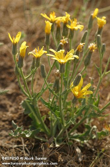 Crepis occidentalis