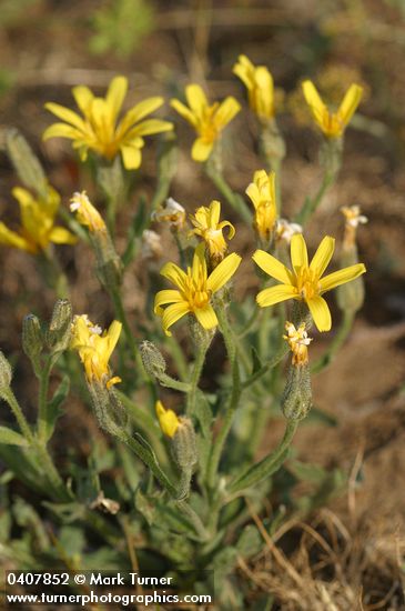 Crepis occidentalis