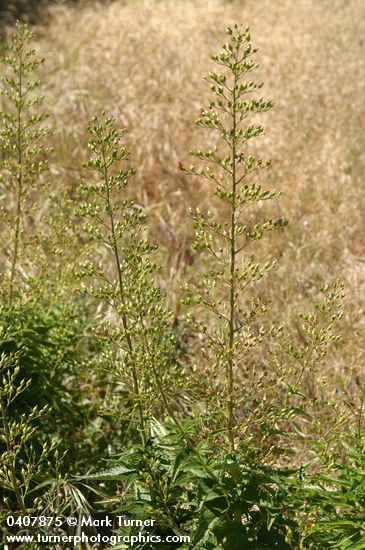 Scrophularia lanceolata