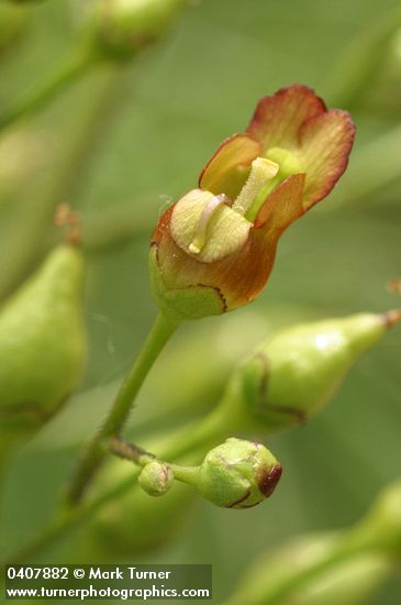 Scrophularia lanceolata