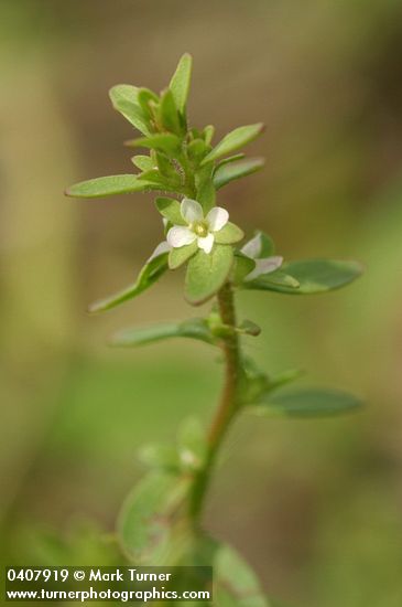 Veronica peregrina
