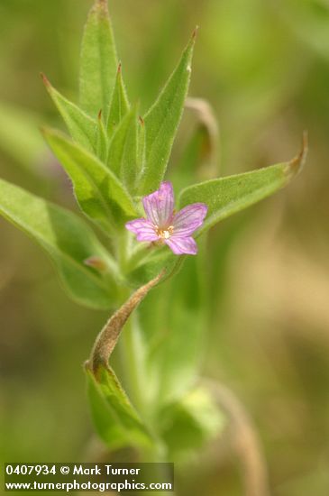 Epilobium pygmaeum (Boisduvalia glabella)