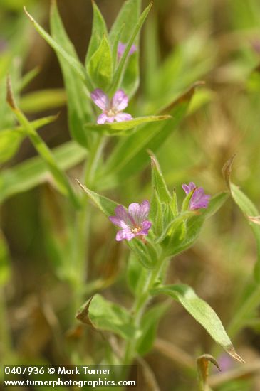 Epilobium pygmaeum (Boisduvalia glabella)