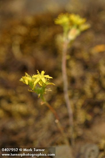 Sedum leibergii