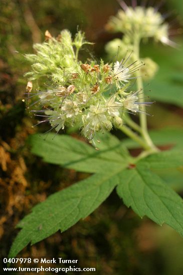 Hydrophyllum tenuipes