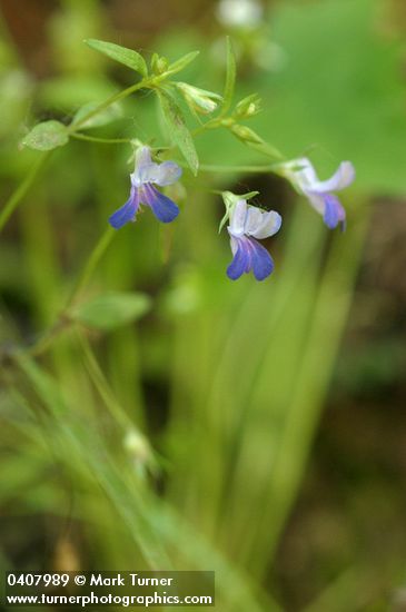 Collinsia rattanii