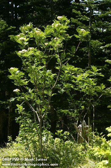 Sorbus scopulina