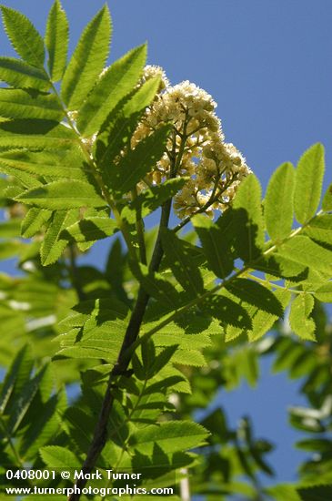 Sorbus scopulina