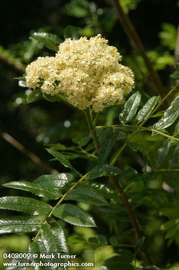Sorbus scopulina