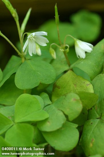 Oxalis trilliifolia