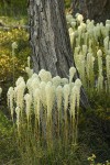 Bear Grass