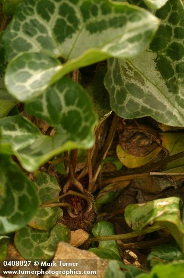 Asarum marmoratum