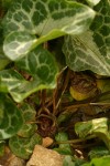 Marbled Wild Ginger
