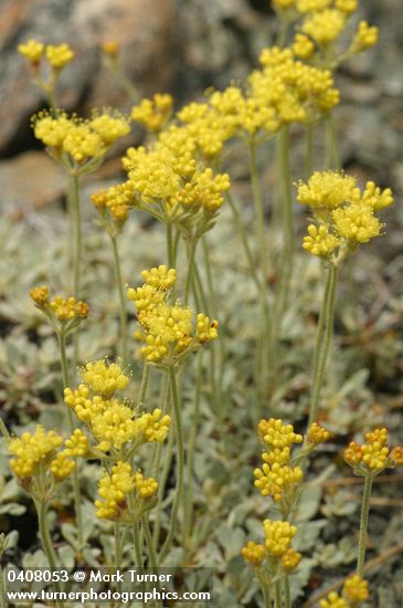 Eriogonum ternatum