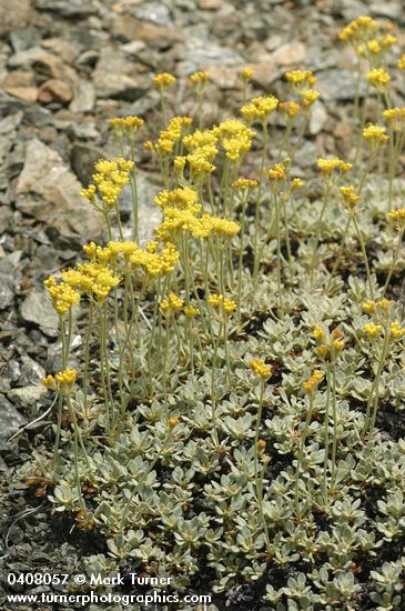 Eriogonum ternatum