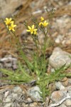 Nakedstem Hawksbeard