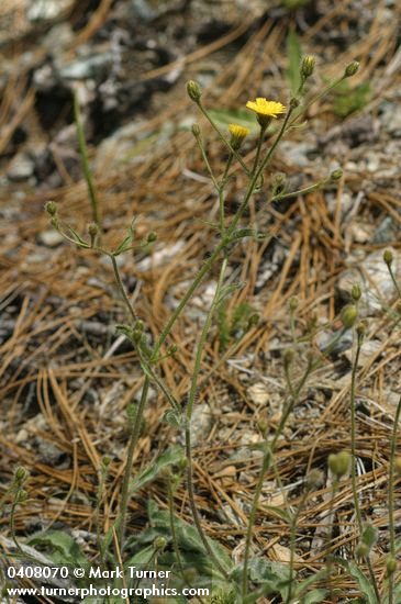 Hieracium scouleri