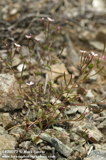 Epilobium minutum