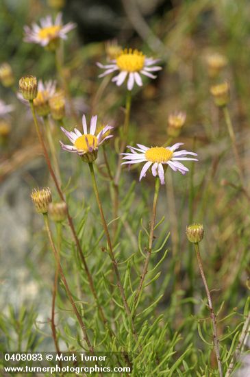 Erigeron filifolius
