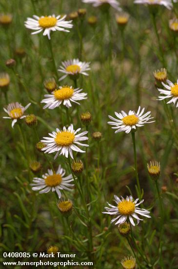 Erigeron filifolius