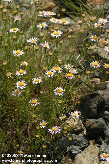 Erigeron filifolius