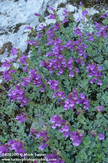 Penstemon newberryi ssp. berryi