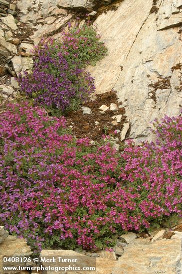 Penstemon newberryi ssp. berryi