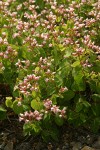 Spreading Dogbane