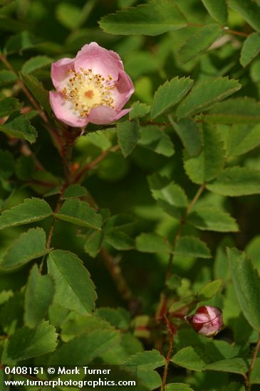Rosa gymnocarpa