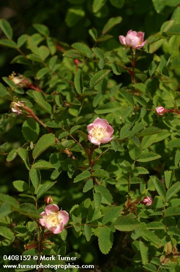 Rosa gymnocarpa