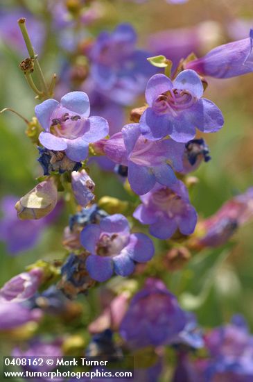 Penstemon azureus