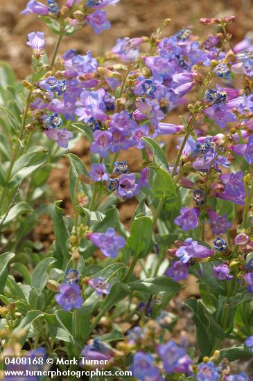 Penstemon azureus
