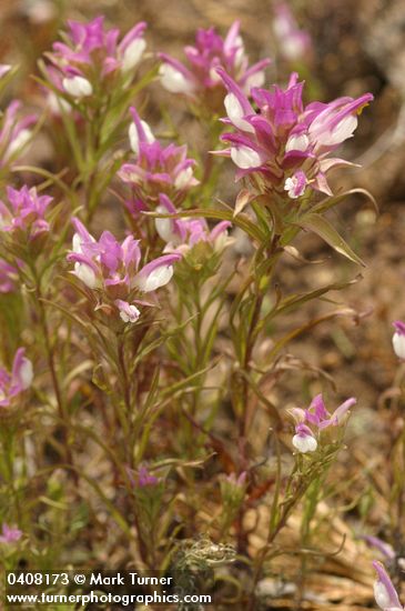 Orthocarpus cuspidatus