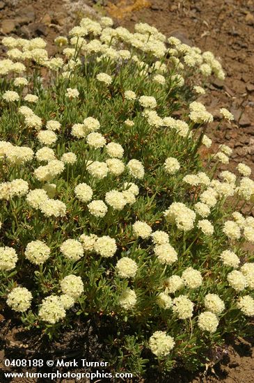 Eriogonum umbellatum