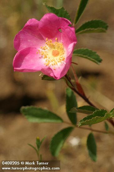 Rosa woodsii