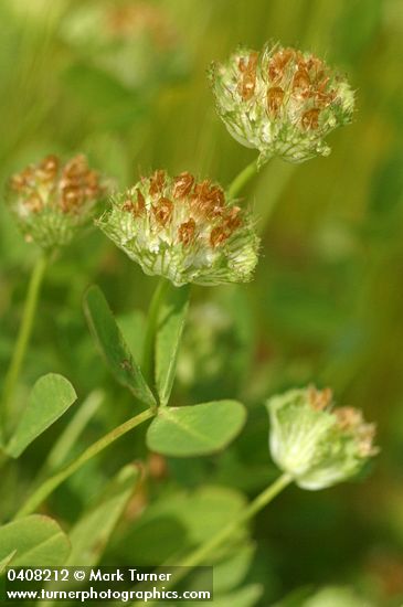 Trifolium cyathiferum