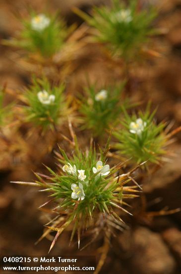 Navarretia divaricata