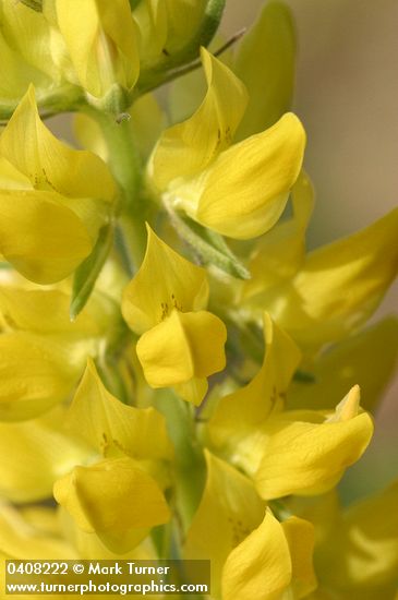 Lupinus croceus