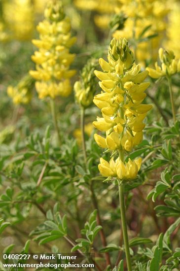 Lupinus croceus