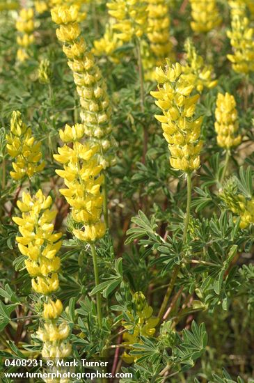 Lupinus croceus