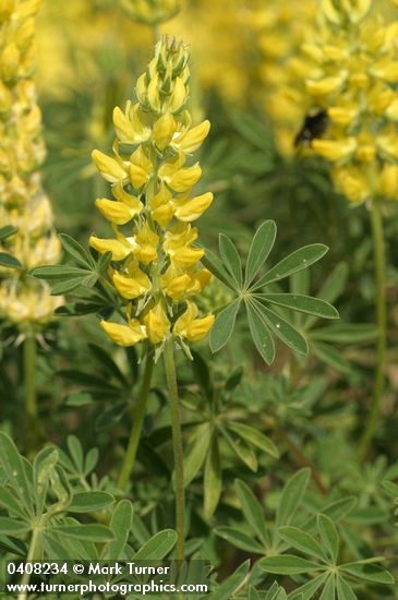 Lupinus croceus