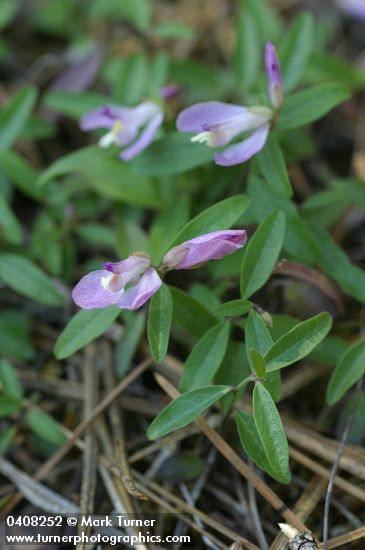 Polygala californica