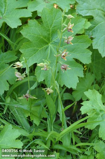 Epipactis gigantea