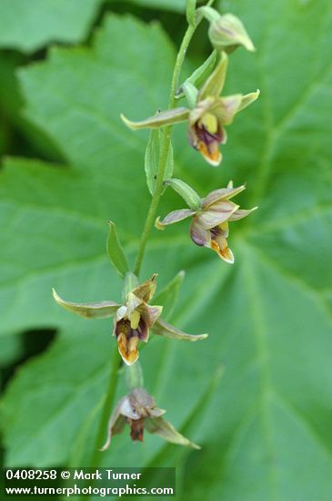 Epipactis gigantea