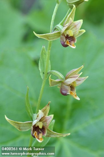 Epipactis gigantea