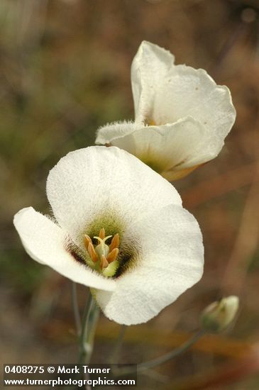 Calochortus howellii