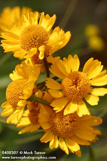 Helenium bigelovii