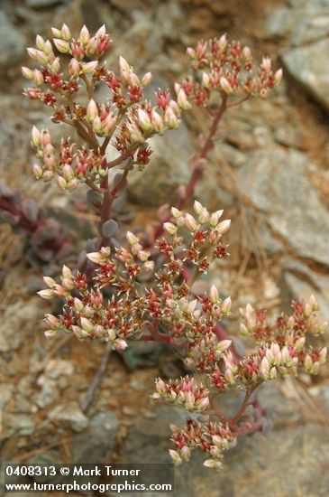 Sedum laxum ssp. heckneri
