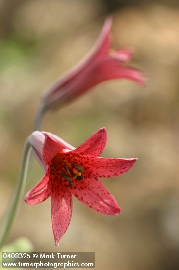 Lilium bolanderi